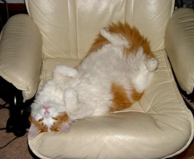 cat2.jpg