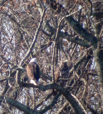 Bald Eagle pair
