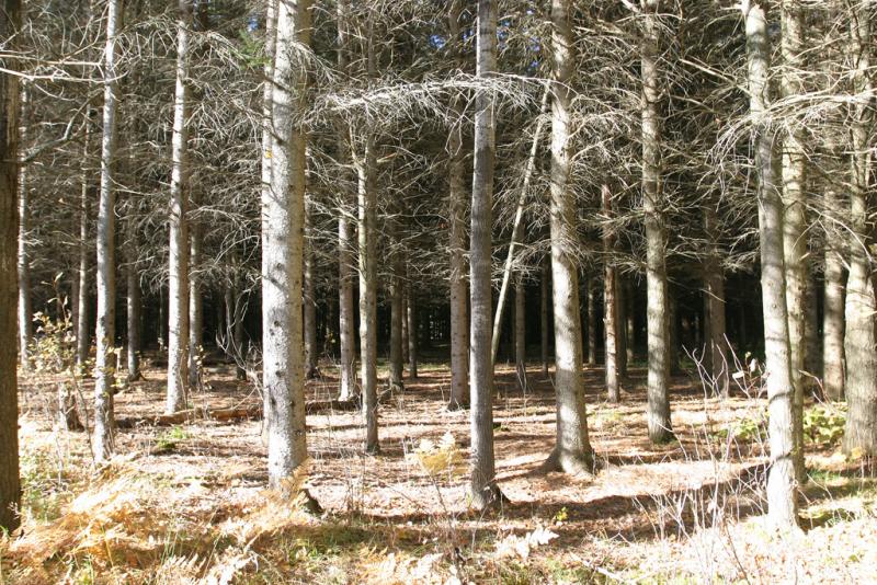 The edge of the dark pine woods, Kapkigiwan Park.