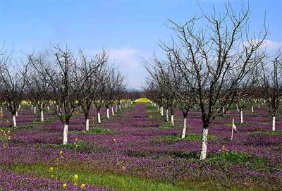 Orchard in Spring