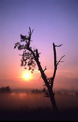 Tree in Fog