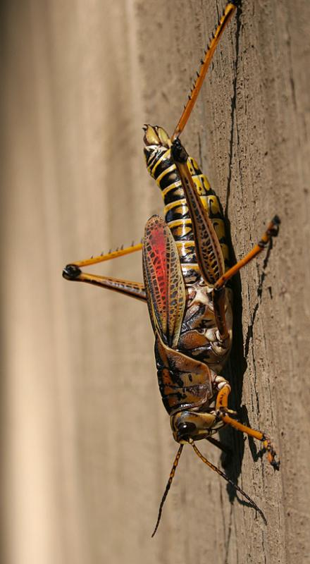grasshopper.jpg