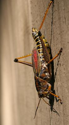 grasshopper.jpg