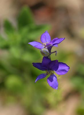 purpleflower.jpg