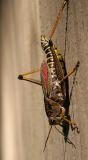 grasshopper.jpg
