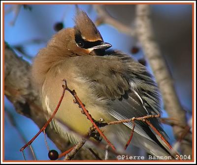 Jaseur d'Amérique (Cedar Waxwing) Sainte-Catherine 15-12-04