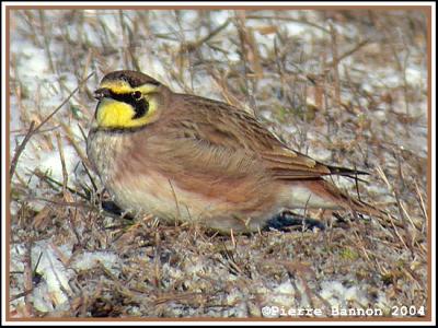 Alouette hausse-col (Horned Lark) Saint-Isidore 15-12-04