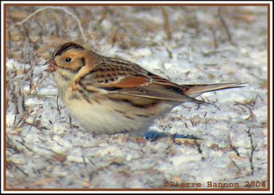 Bruant lapon (Lapland Longspur) Saint-Isidore 15-12-04