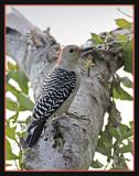 Red-Bellied Woodpecker (Female)