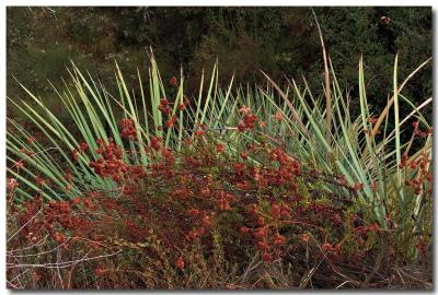 Dead flowers