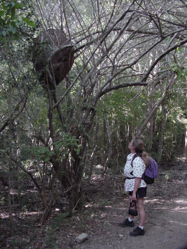 Termites nest.