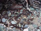 Rusty roots, blue cobblestones and rounded coral at Blue Cobblestone Beach