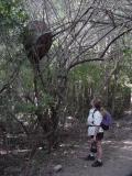 Termites nest.