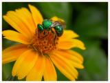 Sweat Bee on Wedelia