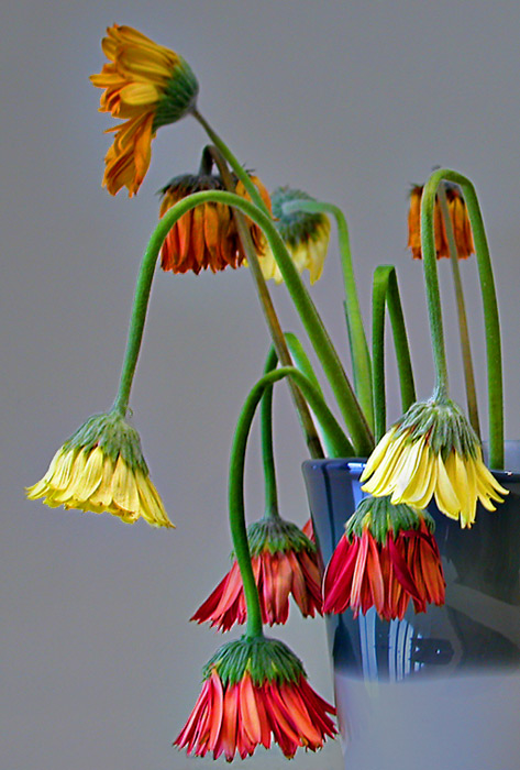 14 Dec 04 - More Wilting Gerberas