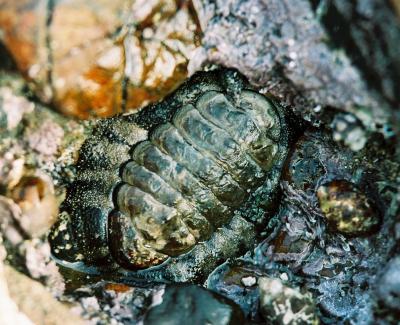 Chiton - Acanthopleura vaillanti