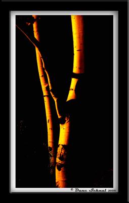 Aspen in Contrast - Aug 17