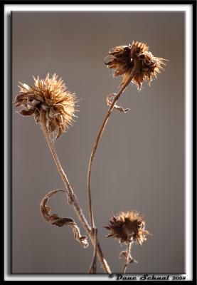 Sunflowers are not at Their Best in Winter - Dec 21
