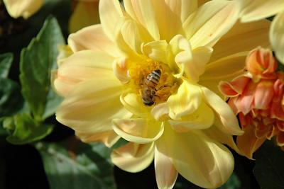 Bees