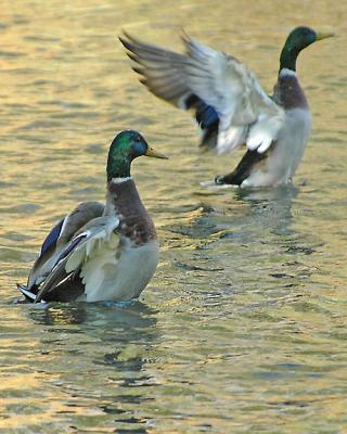 Birds