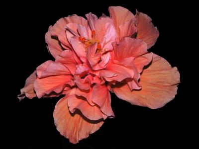 u6/photoman/medium/32748930.PeachFlower.jpg