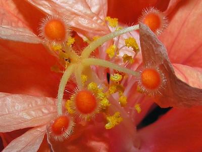 u6/photoman/medium/32748932.FlowerMacro.jpg