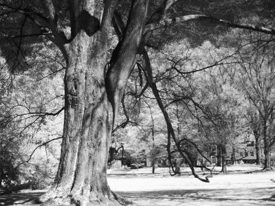 Old Oak