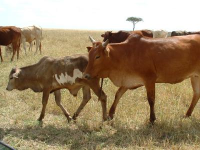 Maasai Cattle--