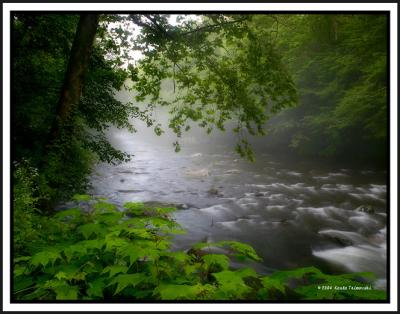 Misty River