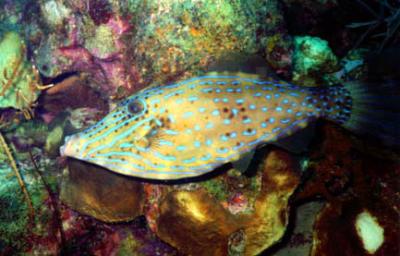 Filefish- Barbados Jan 2004.jpg