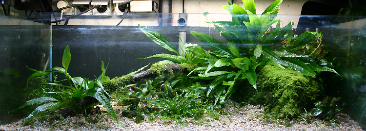 Tank Nr.5 - dry set up