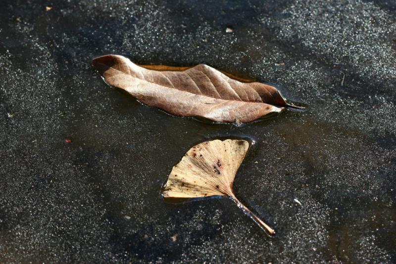 Leaves in Ice