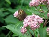 [2004-12-17] Wood Nymph Butterfly on Joe Pye Weed