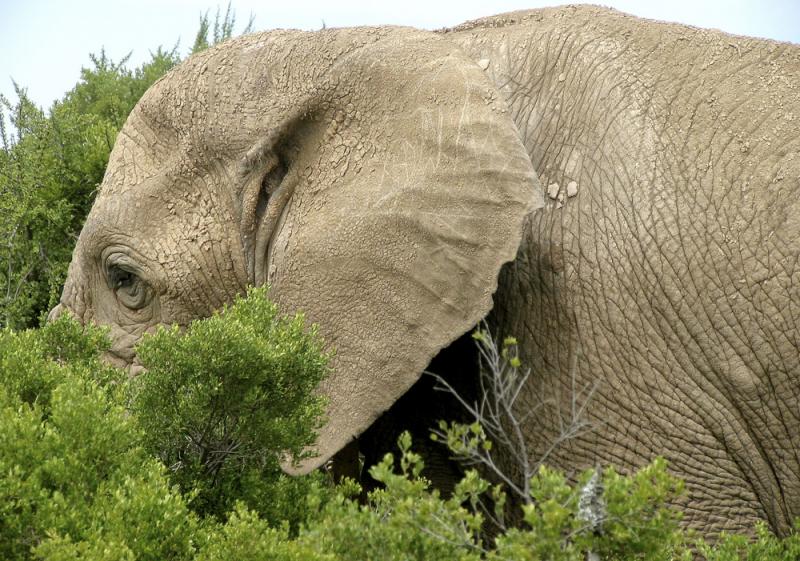 African elephant, Addo Elephant Park, South Africa, 2002