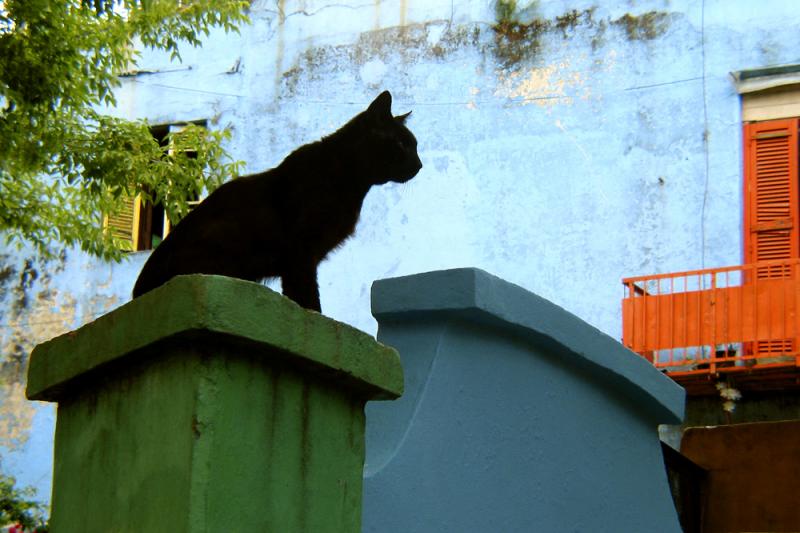 Cat of La Boca, Buenos Aires, Argentina, 2002