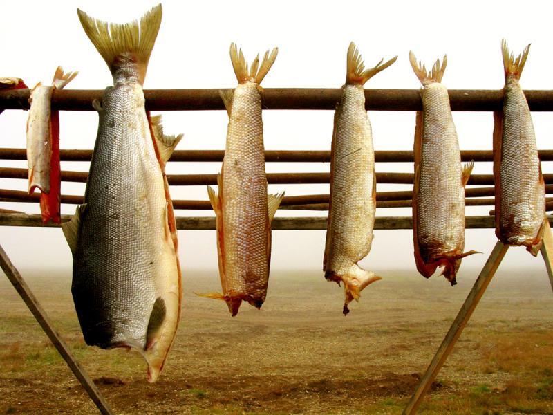 Drying Salmon, Mainapilgino, Siberia, Russia, 2002