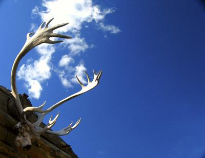 Caribou Antlers, Paxon, Alaska, 2002