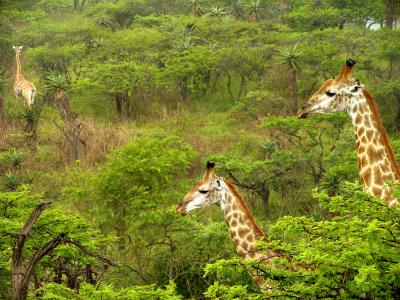 Giraffes, Tala Game Reserve, KwaZulu-Natal, South Africa, 2003