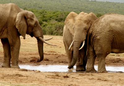 Waterhole, Addo Elephant Park, South Africa, 2002