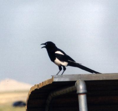 magpie.jpg