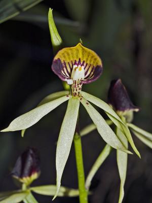 Epidendrum cochleatum