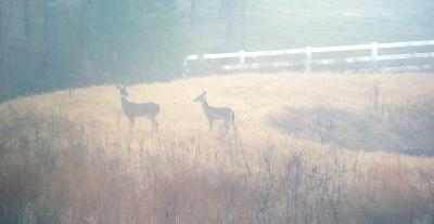 Two deer by the pond on my property, taken early one foggy morning, just before Christmas.  So beautiful.
