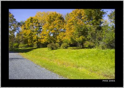 Driveway Maples