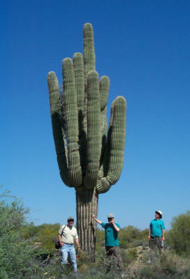 Big Saguaro