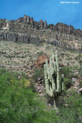 Saguaro in Salt River Canyon