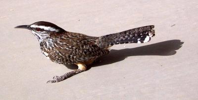 Stunned Cactus Wren