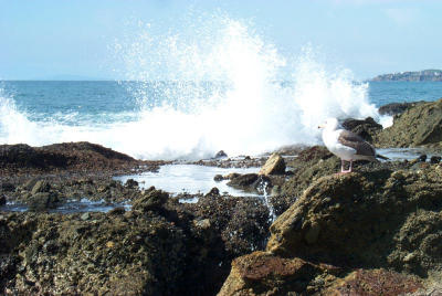 Surf's up at Laguna Beach