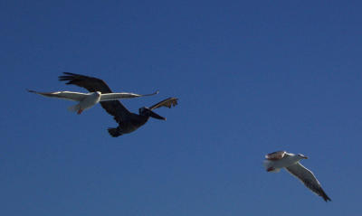 Pelican & Gulls