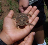 Horned Toad Lizard
