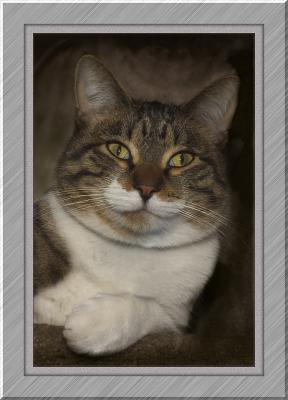 portrait of my cat.jpg